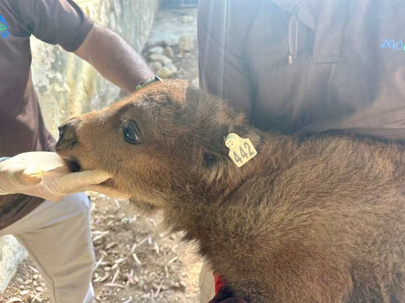 El Zoobotánico de Jerez celebra el nacimiento de una cría de bisonte europeo