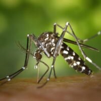 virus del Nilo