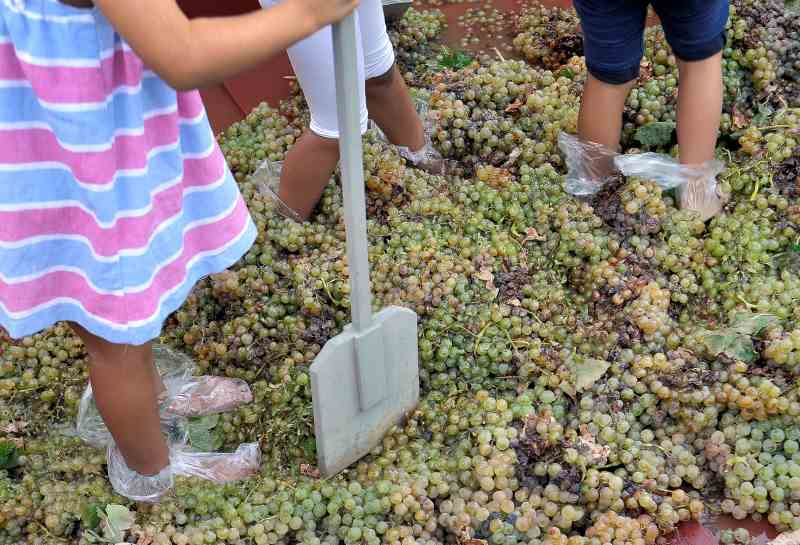 Los más pequeños celebran la vendimia en Jerez