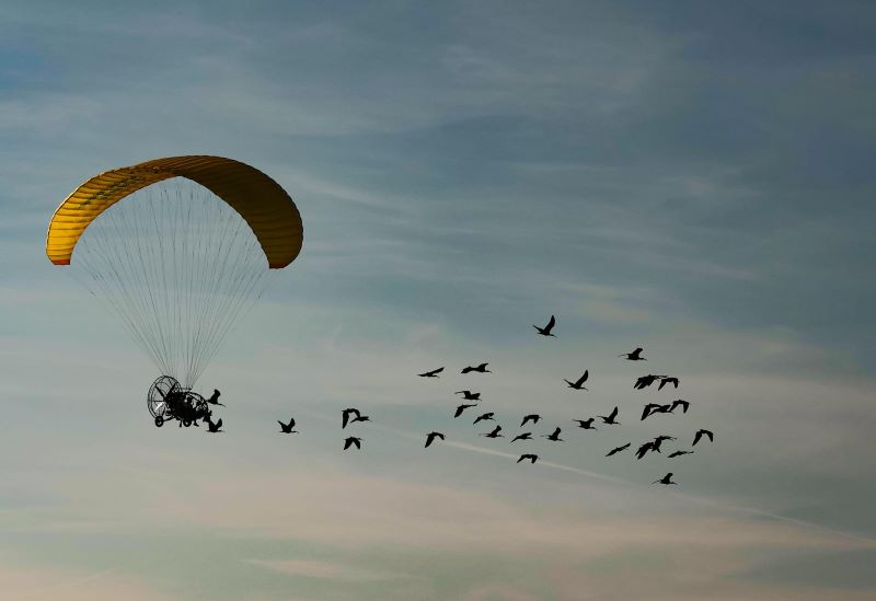 El Zoobotánico de Jerez colabora en un viaje épico internacional para salvar a los ibis eremitas