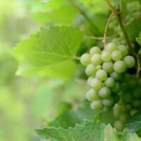Descubre el alma de Jerez