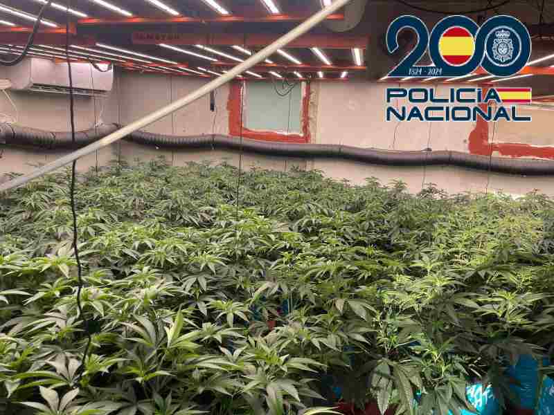 Dos detenidos y 70 plantas