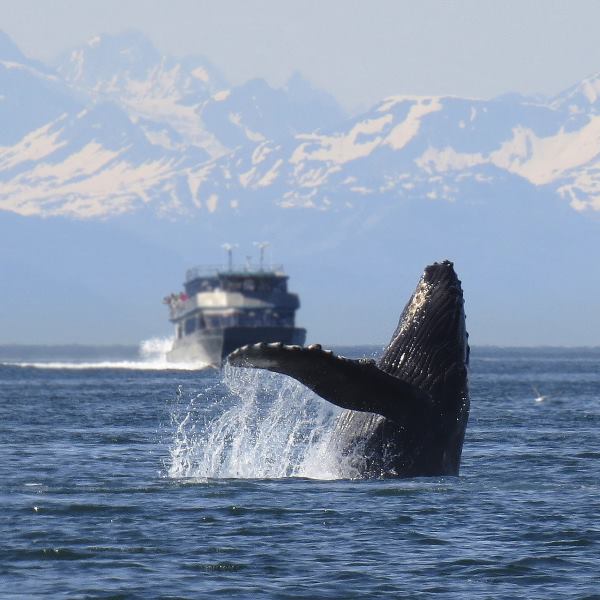 caza comercial de ballenas