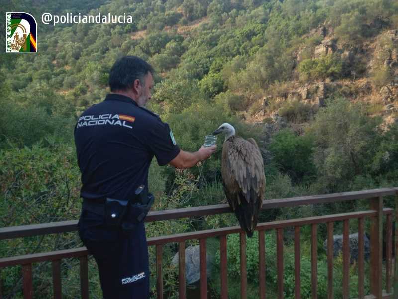 Salvan la vida de un pequeño buitre