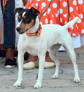 El perro de las bodegas de Jerez