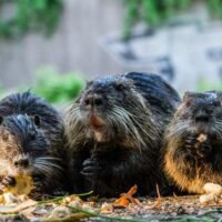 ratas