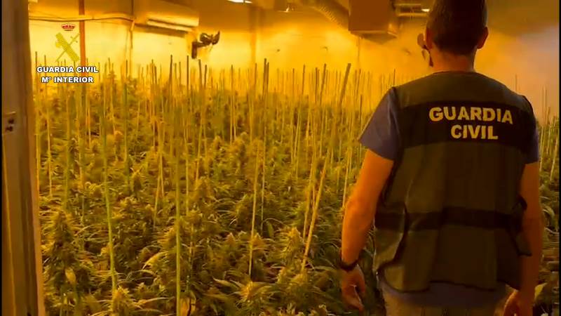 La Guardia Civil interviene cultivo de 10.000 plantas de marihuana y detiene a 26 personas