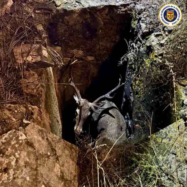 ciervo atrapado en una arqueta