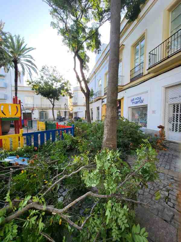 un árbol de considerable tamaño se desplomó en la Plaza del Progreso