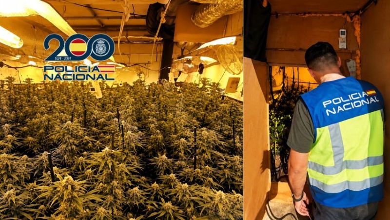 Agente de la Policía Nacional inspeccionando una plantación clandestina de marihuana en el interior de una instalación acondicionada.
