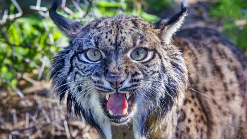 El lince ibérico criado en Jerez emprende una nueva etapa en Portugal para contribuir a la conservación de su especie