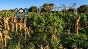 Golpe al narcotráfico en Rota: caen dos sospechosos con casi 700 kilos de marihuana en una finca