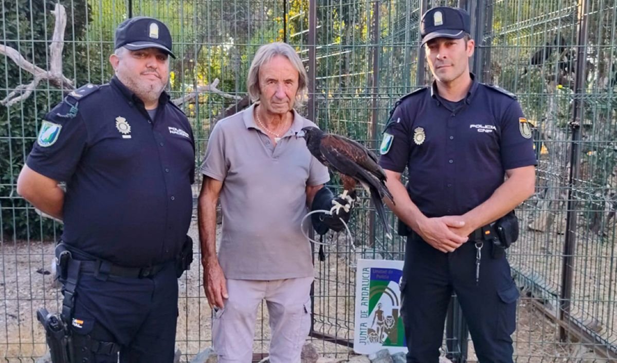 La Policía rescata un águila de Harris atada a un adoquín en Sevilla tras un aviso por violencia de género