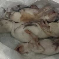 cachorros