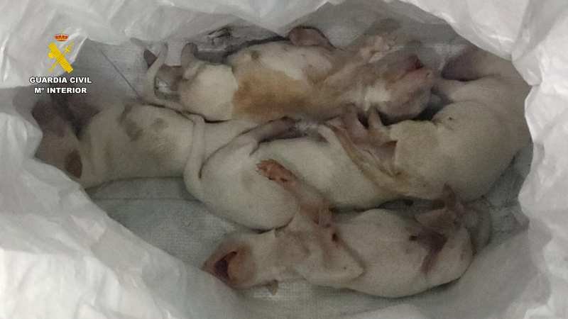 Investigan abandono de cachorros hallados en un saco de pienso