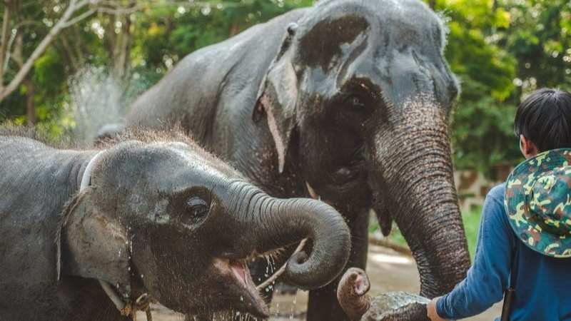 Tragedia en Tailandia: La joven española Blanca Ojanguren pierde la vida en un desafortunado encuentro con un elefante