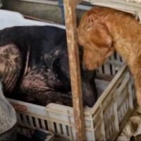 animales