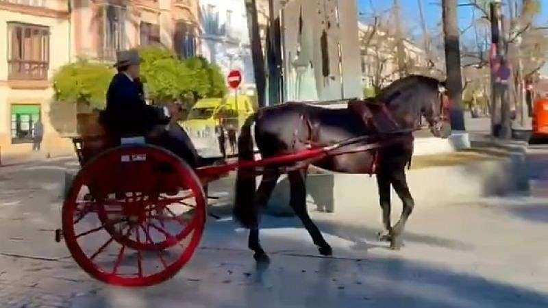 Real Escuela de Jerez: ¡Elegancia y pasión ecuestre!