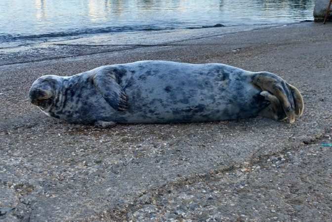 ¡Foca en Conil! Un visitante inesperado revoluciona la costa gaditana