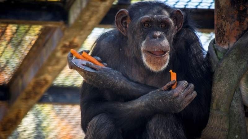 Zoo de Jerez: Décadas de historia y compromiso animal