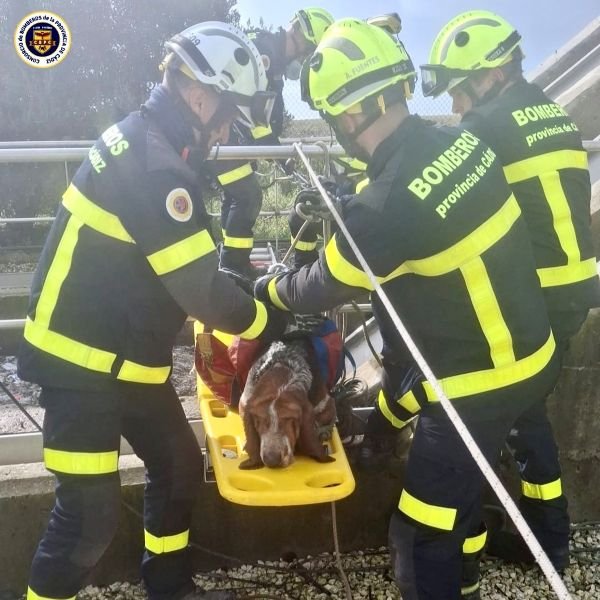 ¡’Héroes de 4 patas’ al rescate en Puerto III!