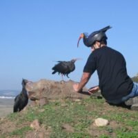 Alas Ibis Jerez