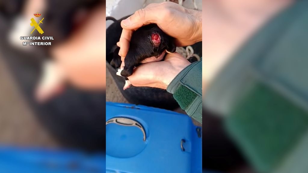 Descubren maltrato animal: cachorros mutilados