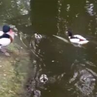 nacimientos Zoobotánico