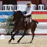 caballos de la Feria de Jerez