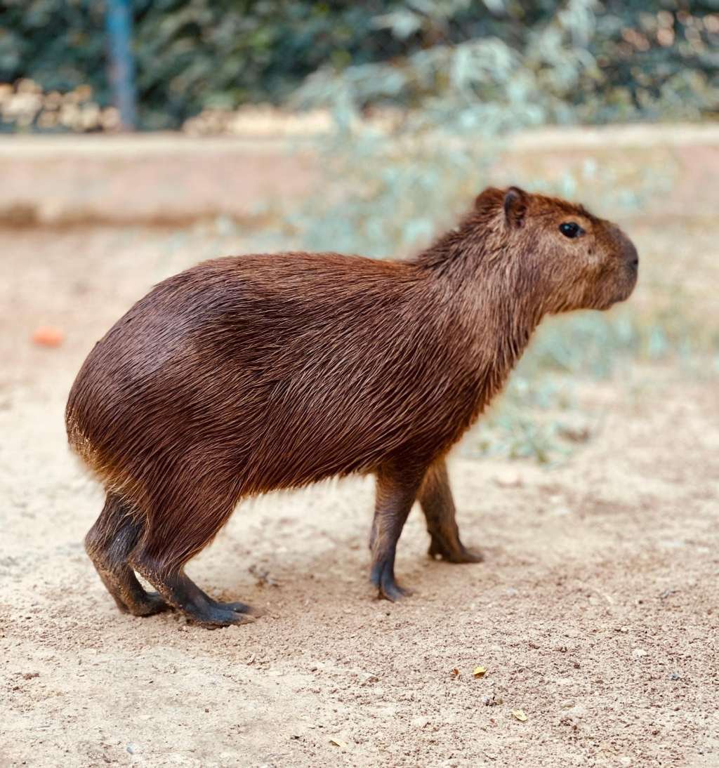 ¡Vuelven las capibaras al Zoobotánico de Jerez!