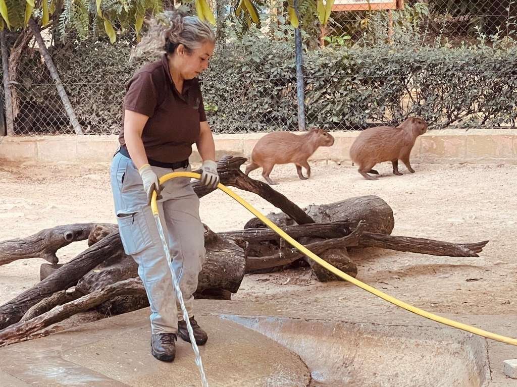 vuelven las capibaras al Zoobotánico