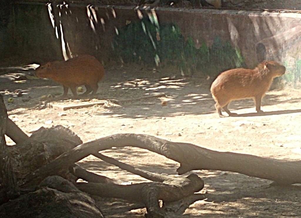 vuelven las capibaras al Zoobotánico