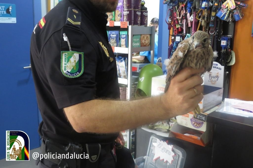 Rescatados cernícalos y vencejos afectados por el calor