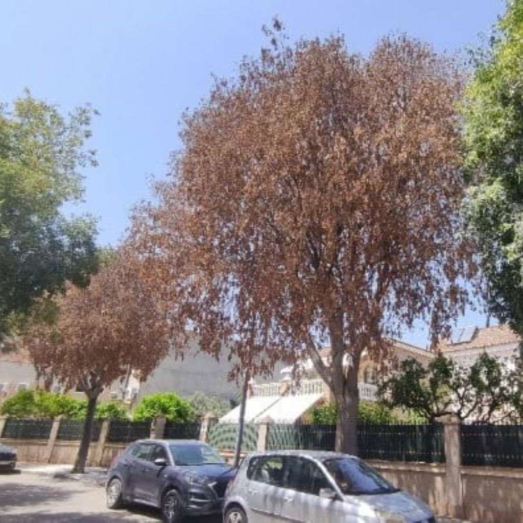 Ecologistas en Acción Jerez logra que el Ayuntamiento denuncie un delito ambiental por 20 árboles