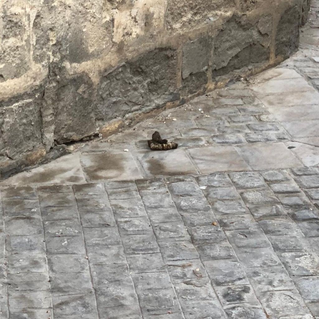 multas por no recoger las cacas de tu perro en Jerez