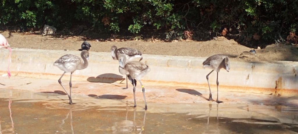 ¡Jerez se llena de vida! El ‘baby boom’ del Zoobotánico que está salvando especies en peligro