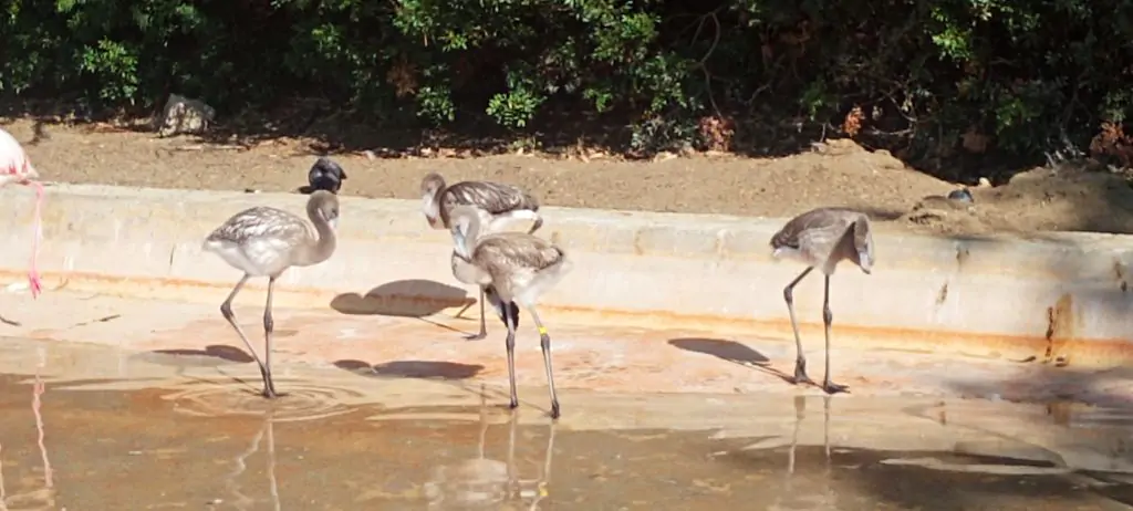 ¡Jerez se llena de vida! El ‘baby boom’ del Zoobotánico que está salvando especies en peligro