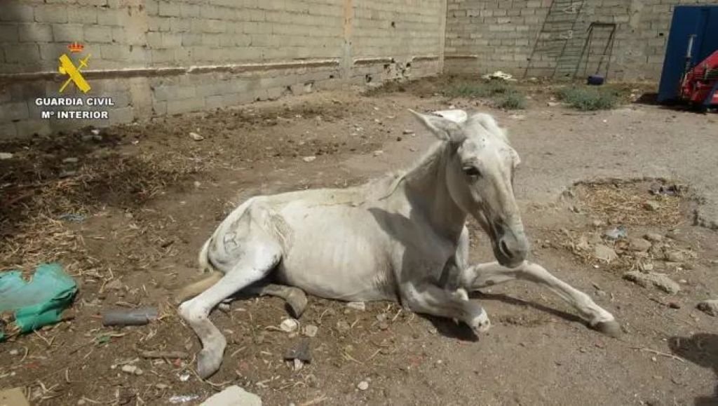abandono animal