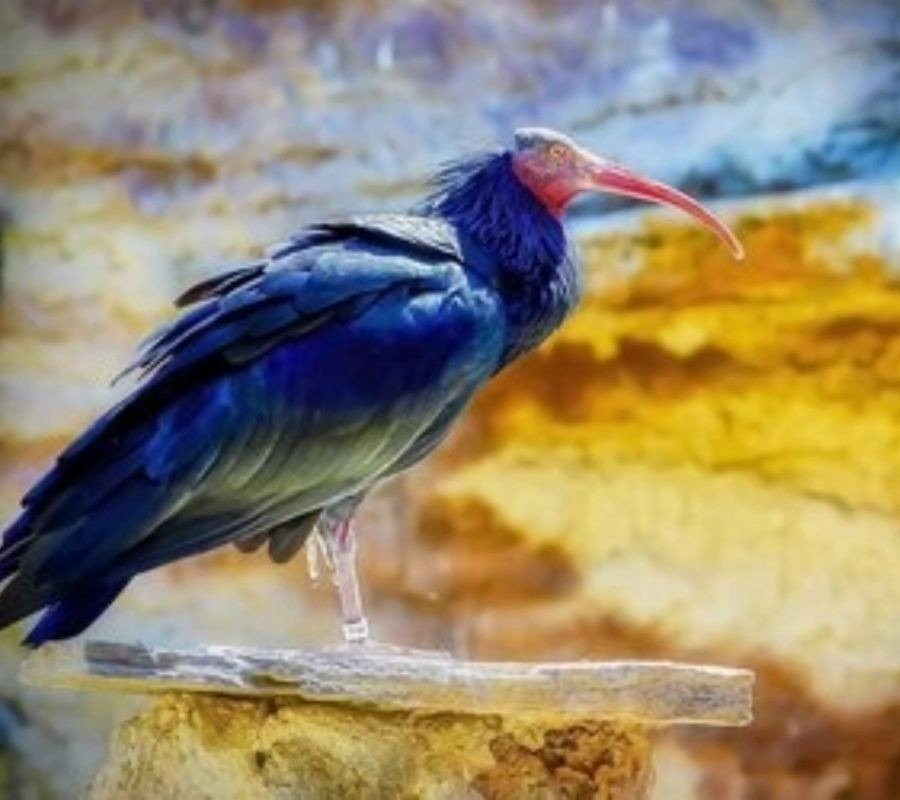 reintroducción del ibis eremita