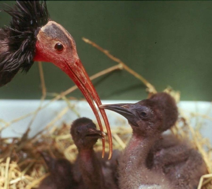 reintroducción del ibis eremita