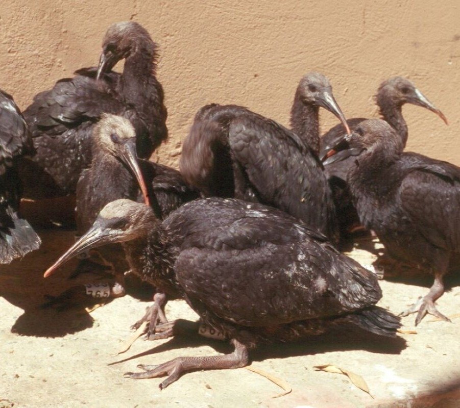 reintroducción del ibis eremita