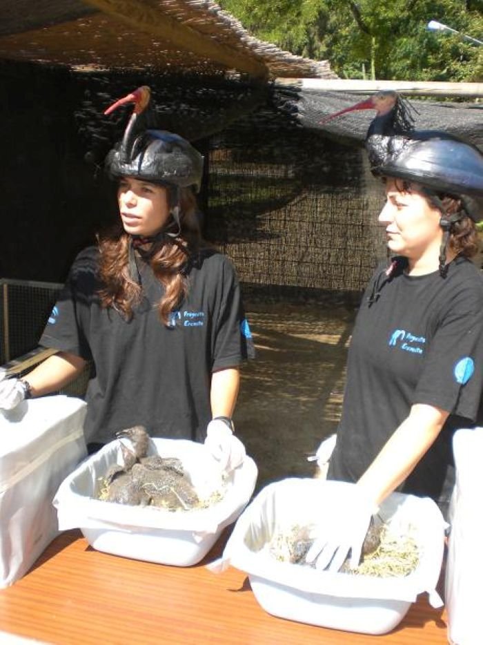 reintroducción del ibis eremita