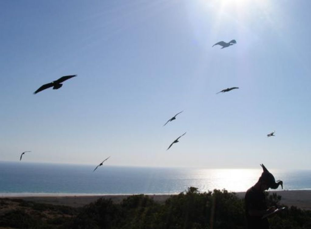 reintroducción del ibis eremita