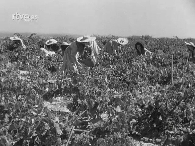papel de la mujer en la vendimia de Jerez