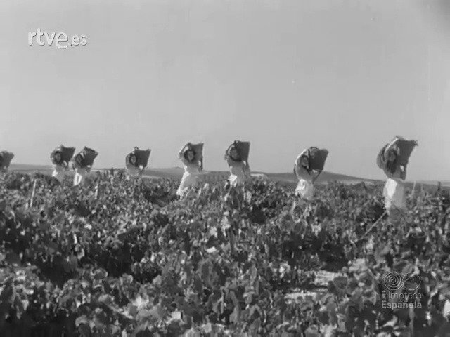 papel de la mujer en la vendimia de Jerez