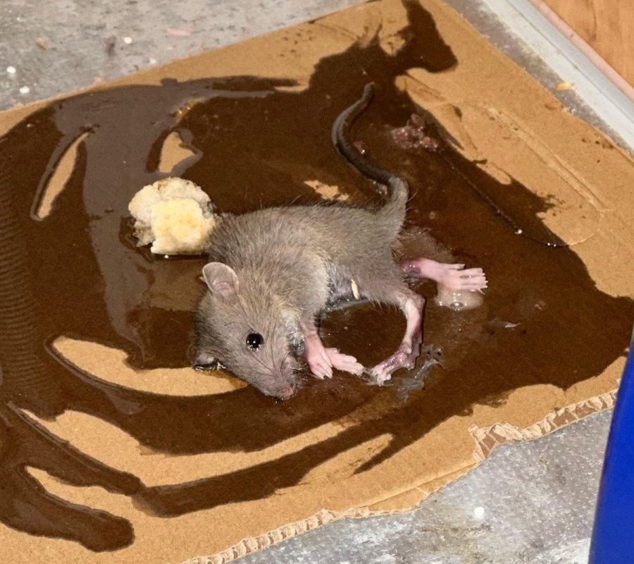 ¡ASCO E INDIGNACIÓN! La Plaga de Ratas en la zona sur de Jerez desborda a los vecinos, que las encuentran muertas y vivas en techos y baños: «Esto es inhumano»