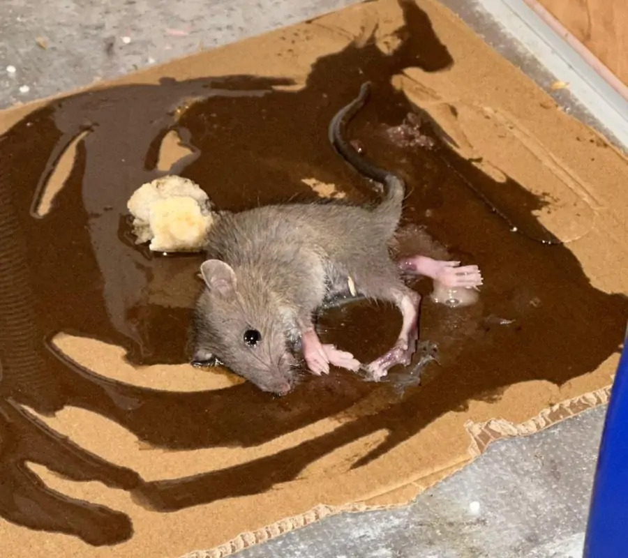¡ASCO E INDIGNACIÓN! La Plaga de Ratas en la zona sur de Jerez desborda a los vecinos, que las encuentran muertas y vivas en techos y baños: «Esto es inhumano»