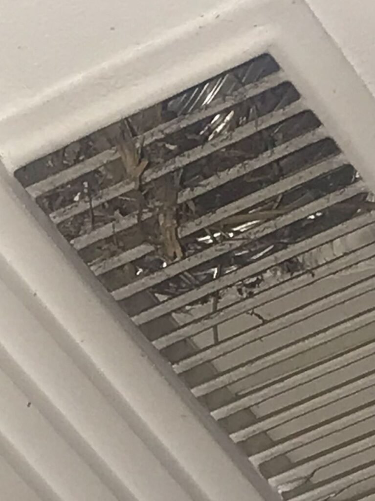 Plaga de ratas en la zona sur de Jerez