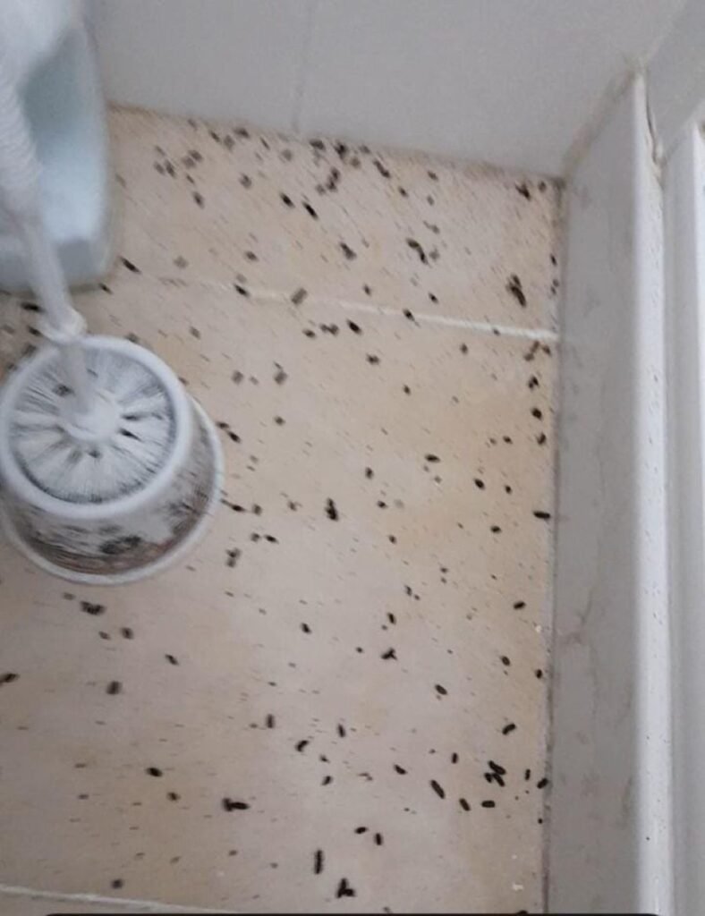 Plaga de ratas en la zona sur de Jerez