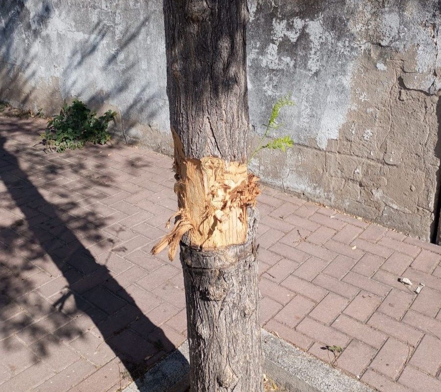 Misterioso ataque al patrimonio verde de Jerez: Analizamos si el severo daño en los troncos de la Vía Herrería fue un acto de vandalismo